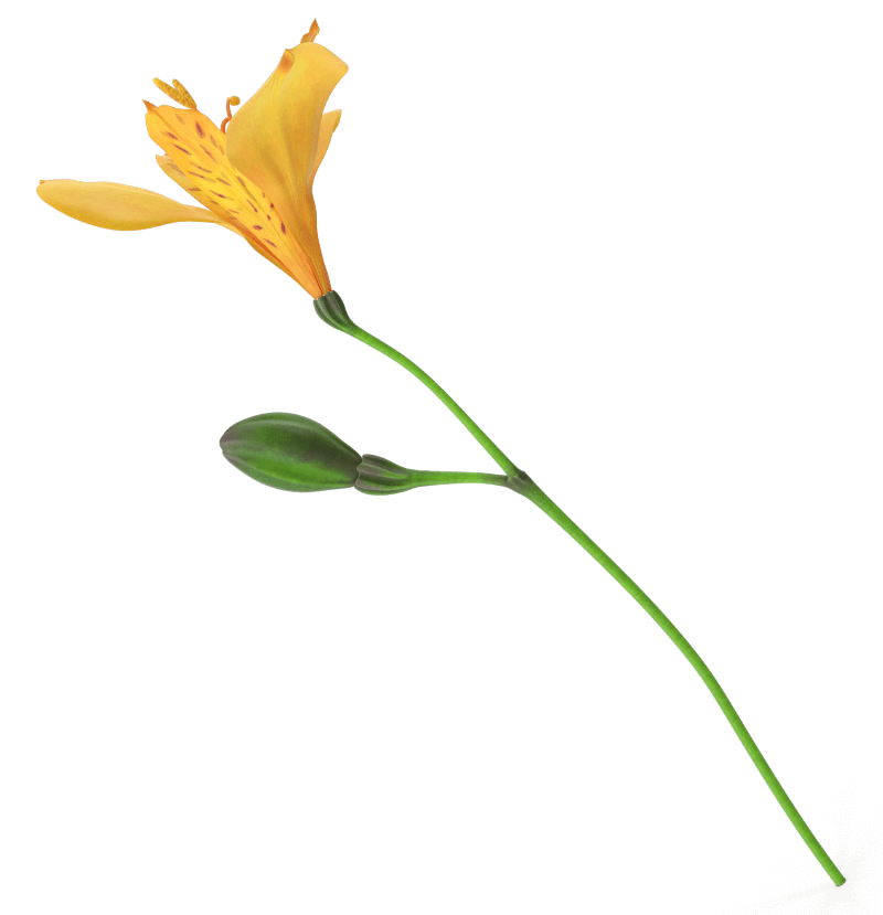 Delicate yellow-orange flower with a trumpet-shaped bloom, unopened green bud, and slender curved stem isolated against a black background.