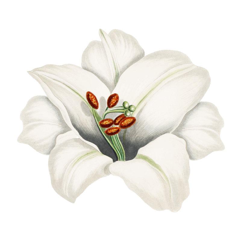 Botanical illustration of a white lily with green stamens and reddish-brown anthers, centered against a black background; delicate, elegant tone.