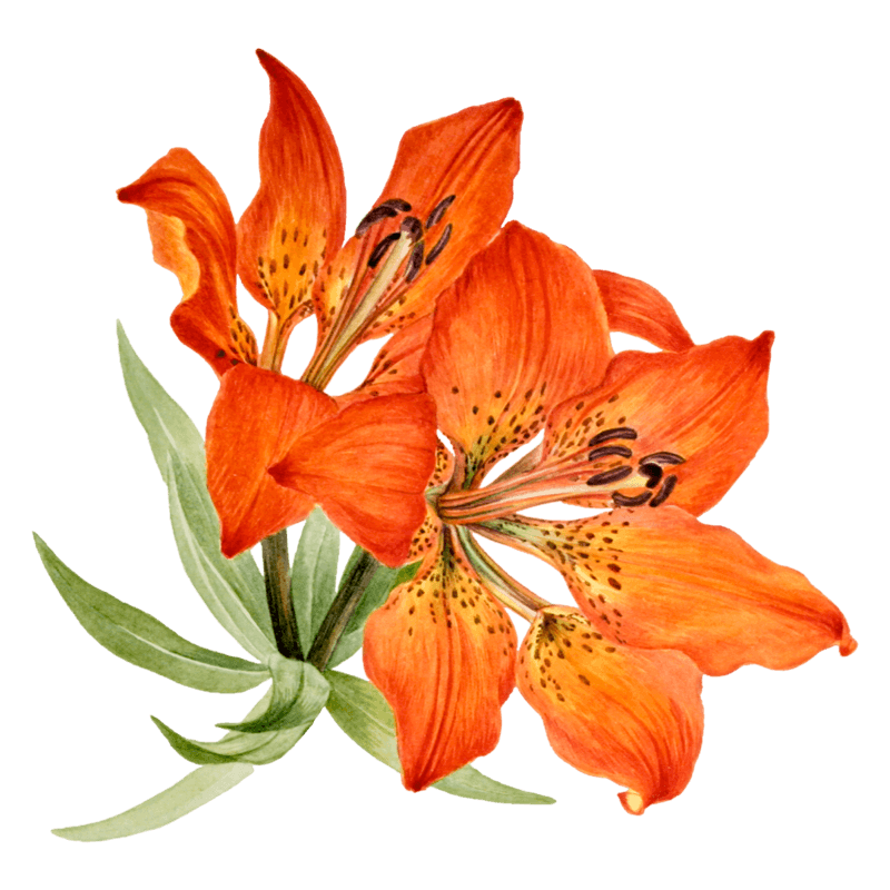 Botanical illustration of vibrant orange lilies with spotted petals and dark stamens, paired with curling green leaves on a black background.