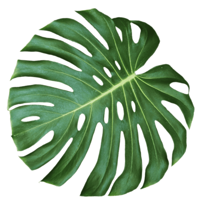 Vibrant green monstera leaf with deep natural splits and holes, shown against a black background, creating a lush tropical impression.